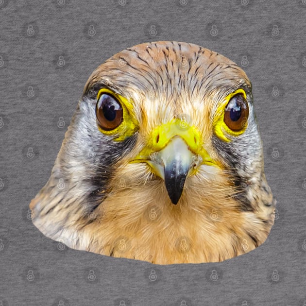 Head of a Kestrel by dalyndigaital2@gmail.com